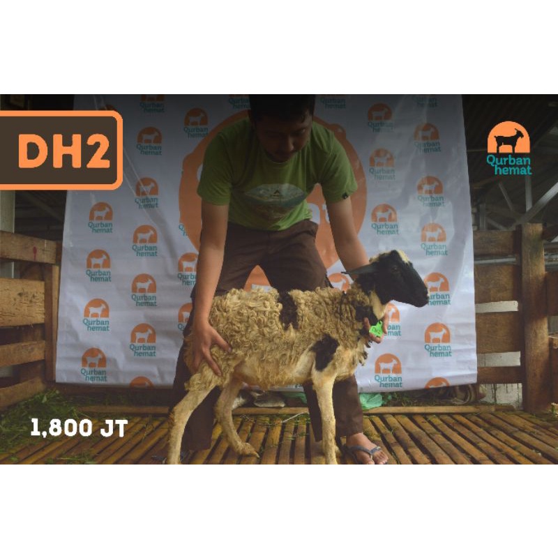 hewan kurban domba dugul   kurban domba dugul   domba   qurban hemat