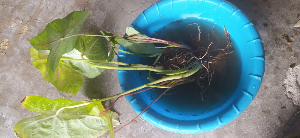 Keladi Kantong Semar Tanaman Hias