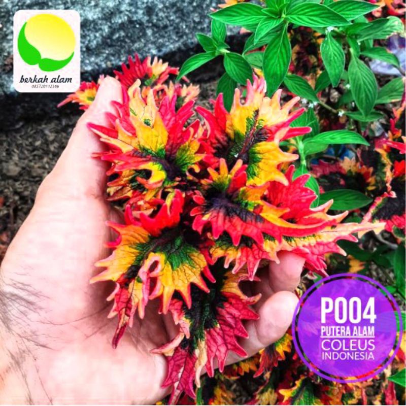 Miana id Rainbow/miana pelangi/miana premium/