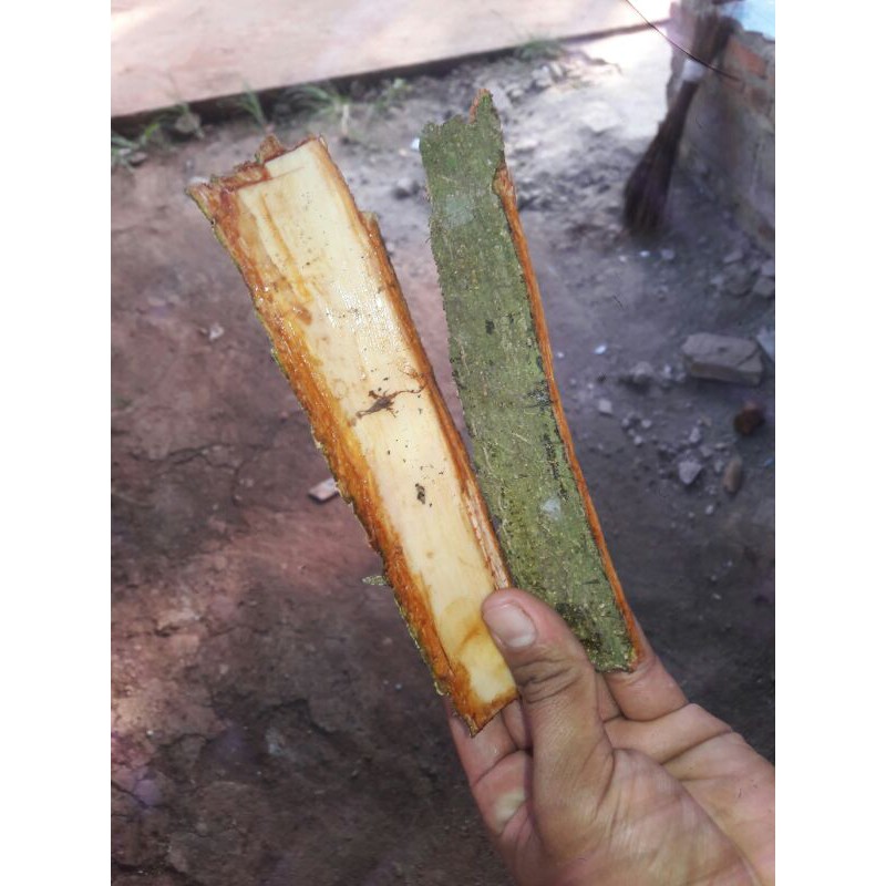 kulit angsana papagan angsana pohon angsana daun angsana