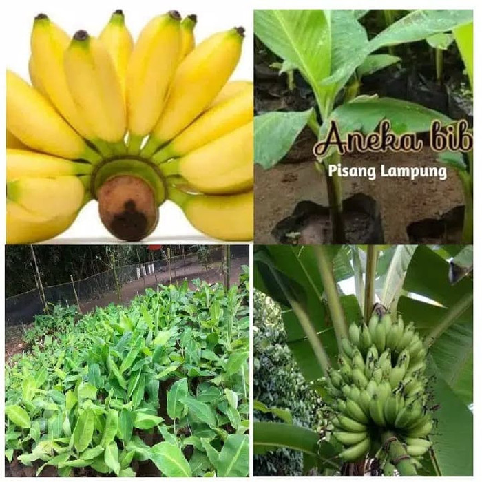 TERMURAH Bibit Pohon Pisang Lampung / Buah Pisang Lampung