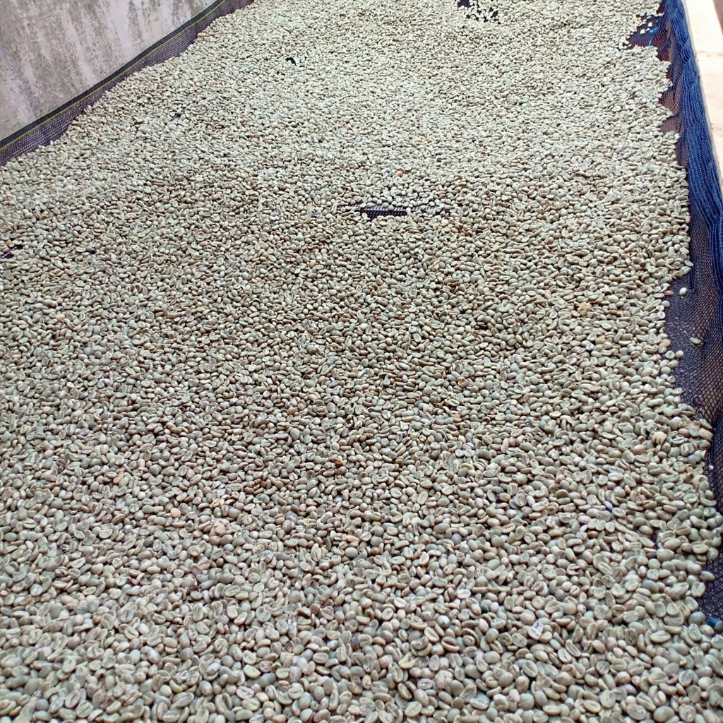 

GreenBean Arabika Toraja Sapan (