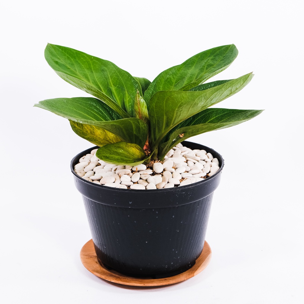 Anthurium Jemani Selendang