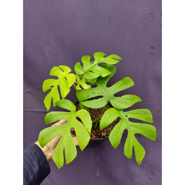 Rhaphidophora Tetrasperma