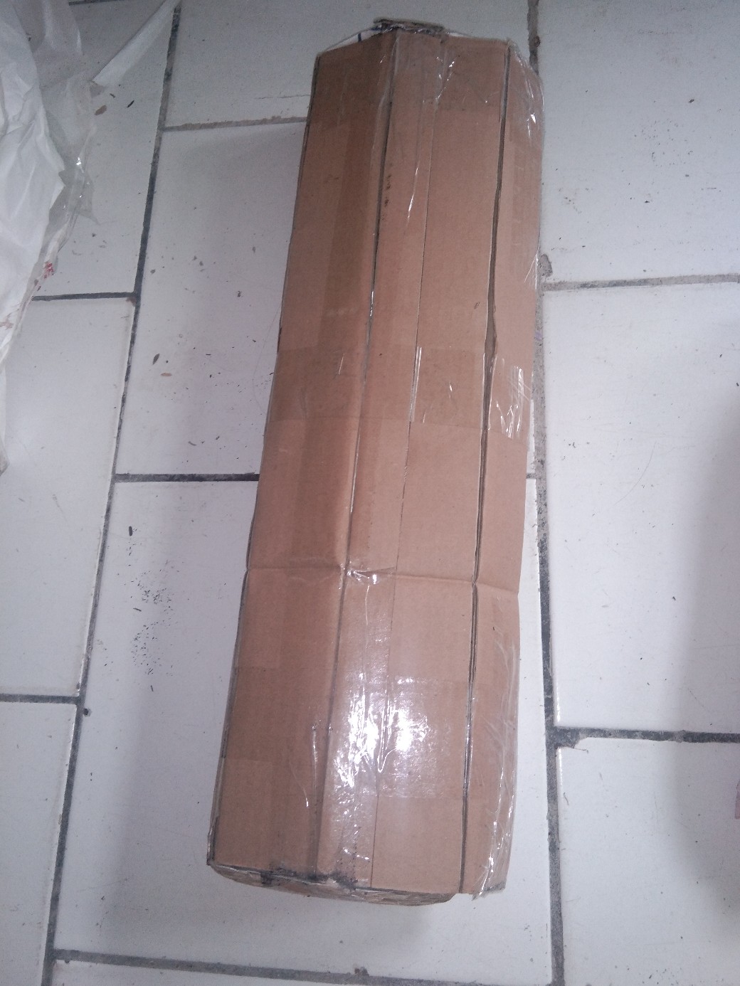 Tanaman Calathea Silver