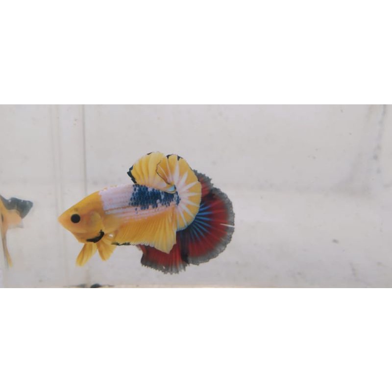 Ikan cupang (yellow fancy)