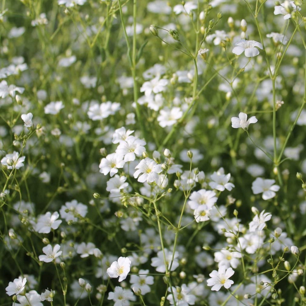 4 Seeds - Gypsophila Benih Bibit Biji Bunga - SR0200