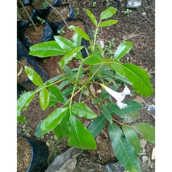 PROMO Tanaman Hias Tabebuya Pink 25-30 cm .