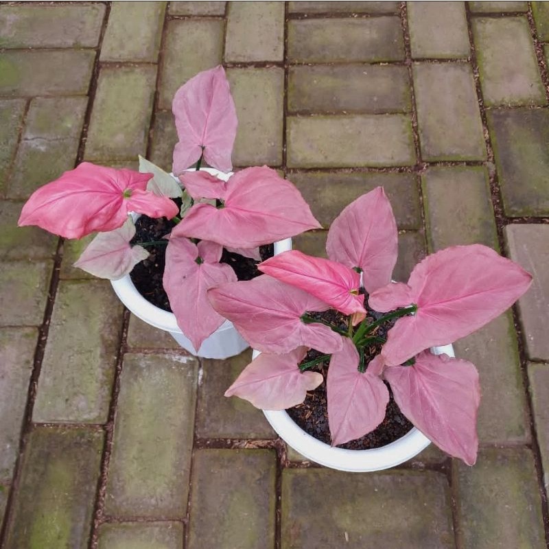 syngonium pink perfection