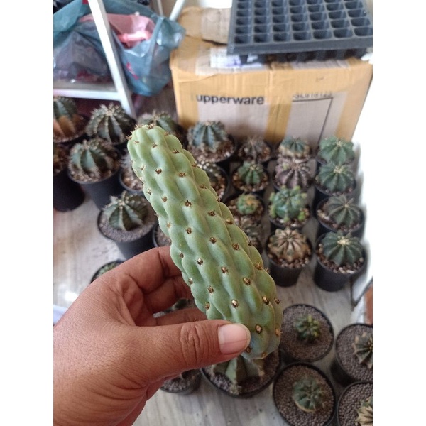 opuntia miquelii