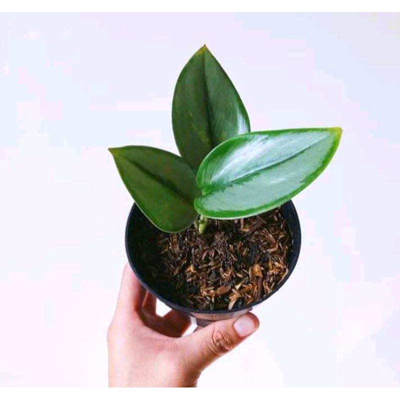 SCINDAPSUS MOONLIGHT