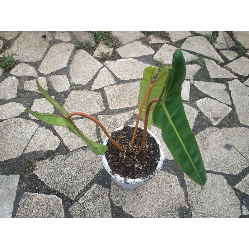 Tanaman Philodendron Billitae/Kabel Busi Ori