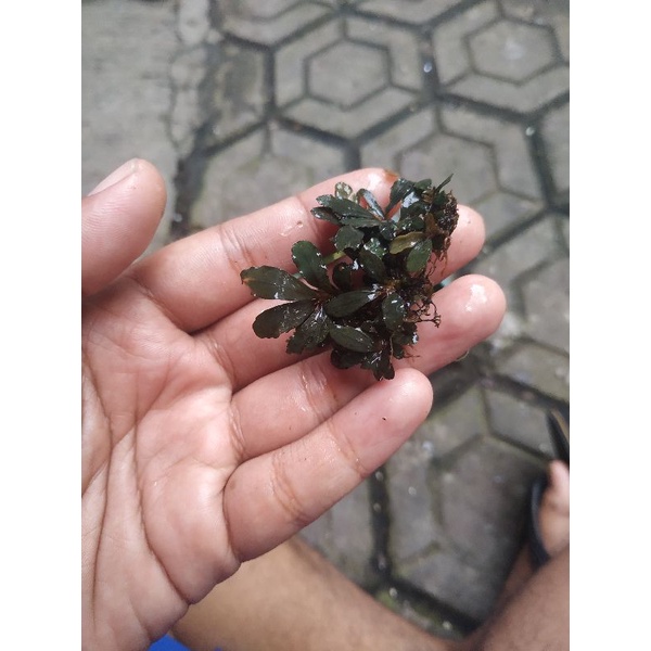 

buce rizoman