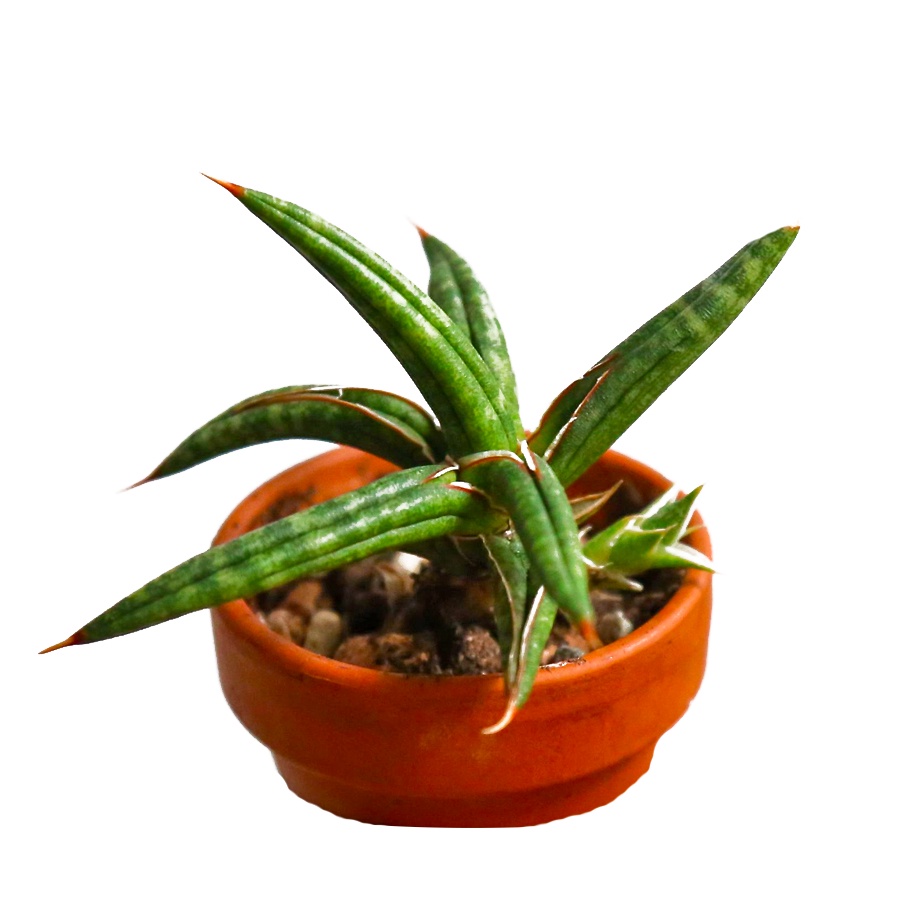 Bonsai Lidah Mertua Tanduk Sansevieria Ballyi Sansivera Patens Paten Ed Eby Jumbo 001