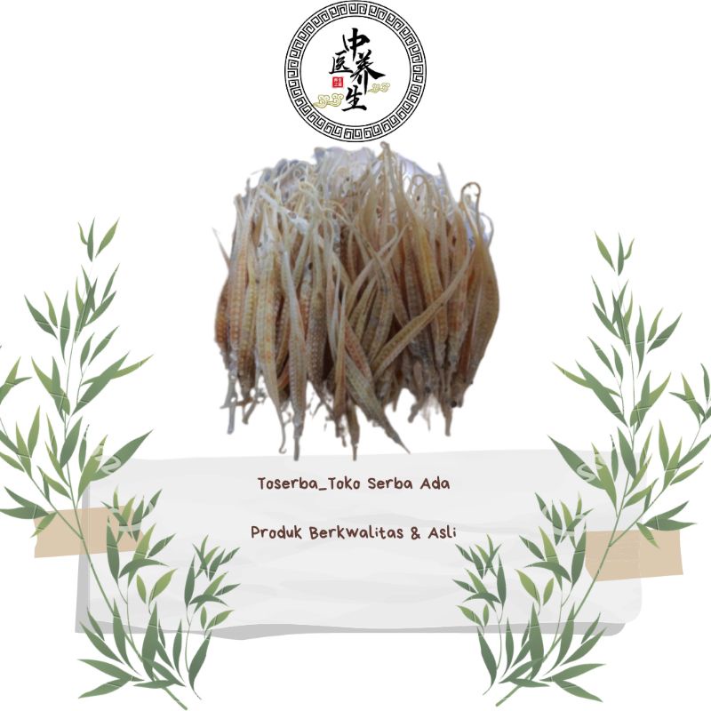 

1ekor hai long 海龙 naga laut kering syngnathus acus Premium