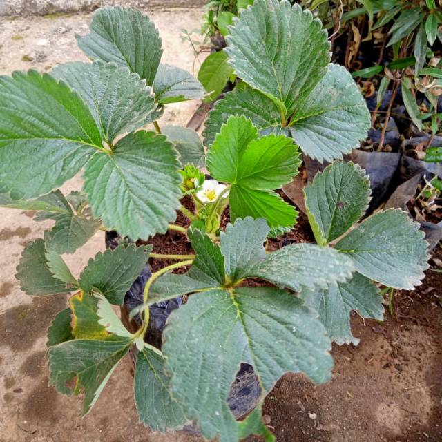 Bibit buah stroberi