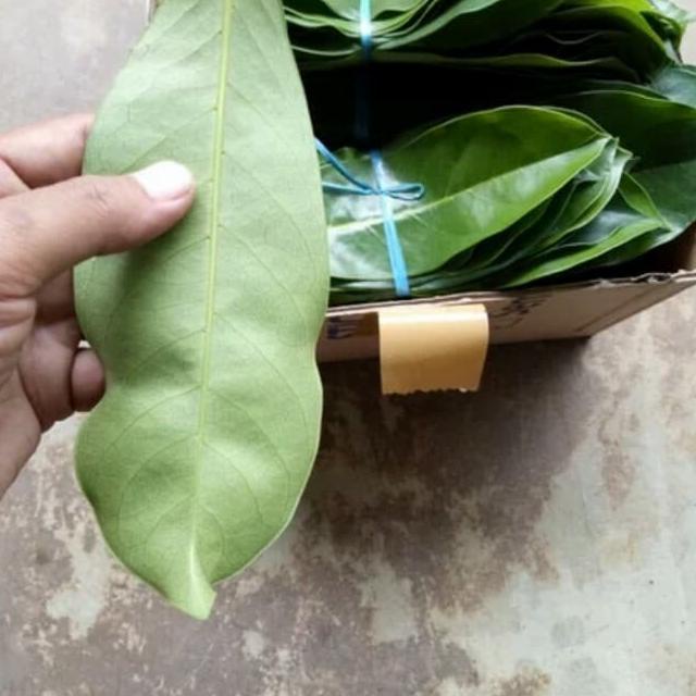 

➝ Daun sirsak segar - daun sirsak fresh organik per 100 lembar ↟