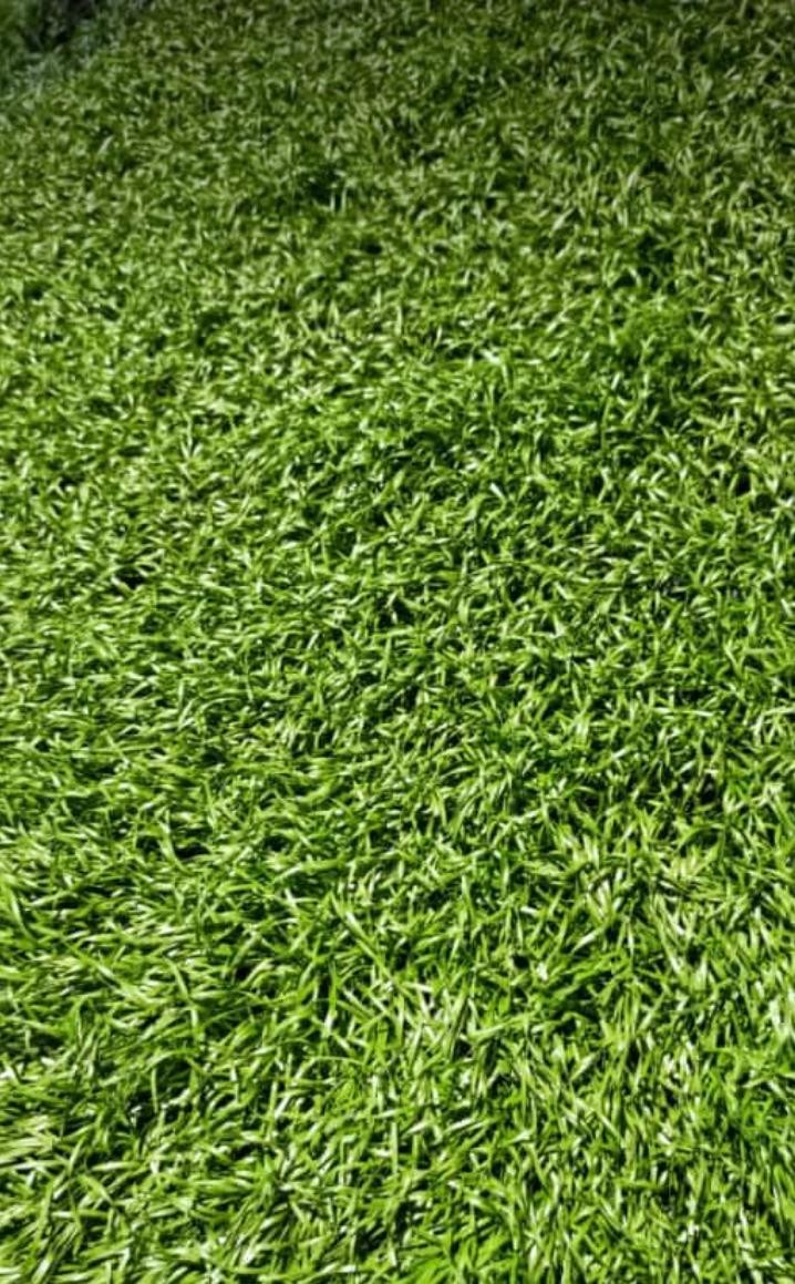 Paket Murah Juntai Saga Putri+wajik Breket/ Daun Plastik/ Daun Hiasan/ Daun Dekorasi/ Bunga Florist