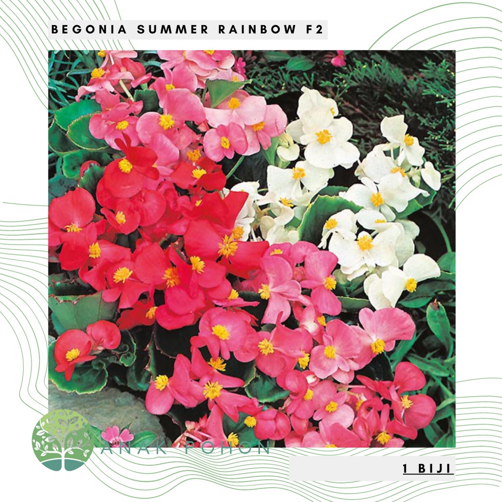 Benih Bibit Biji - Bunga Begonia Summer Rainbow F2 Flower Seeds - IMPORT