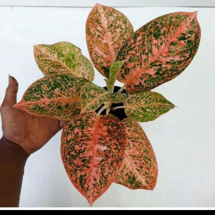 promo!!! bonggol aglonema stardas orange