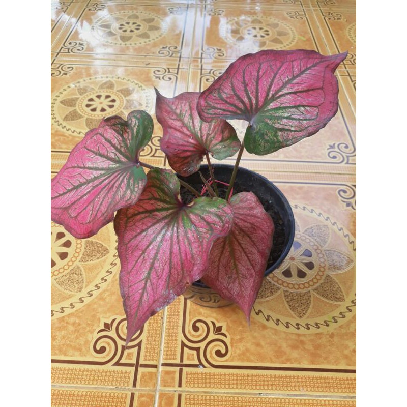 indukan caladium infinity