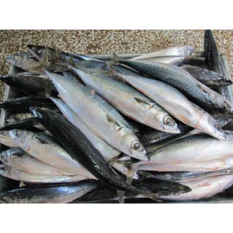 Ikan Salmon Lokal Segar