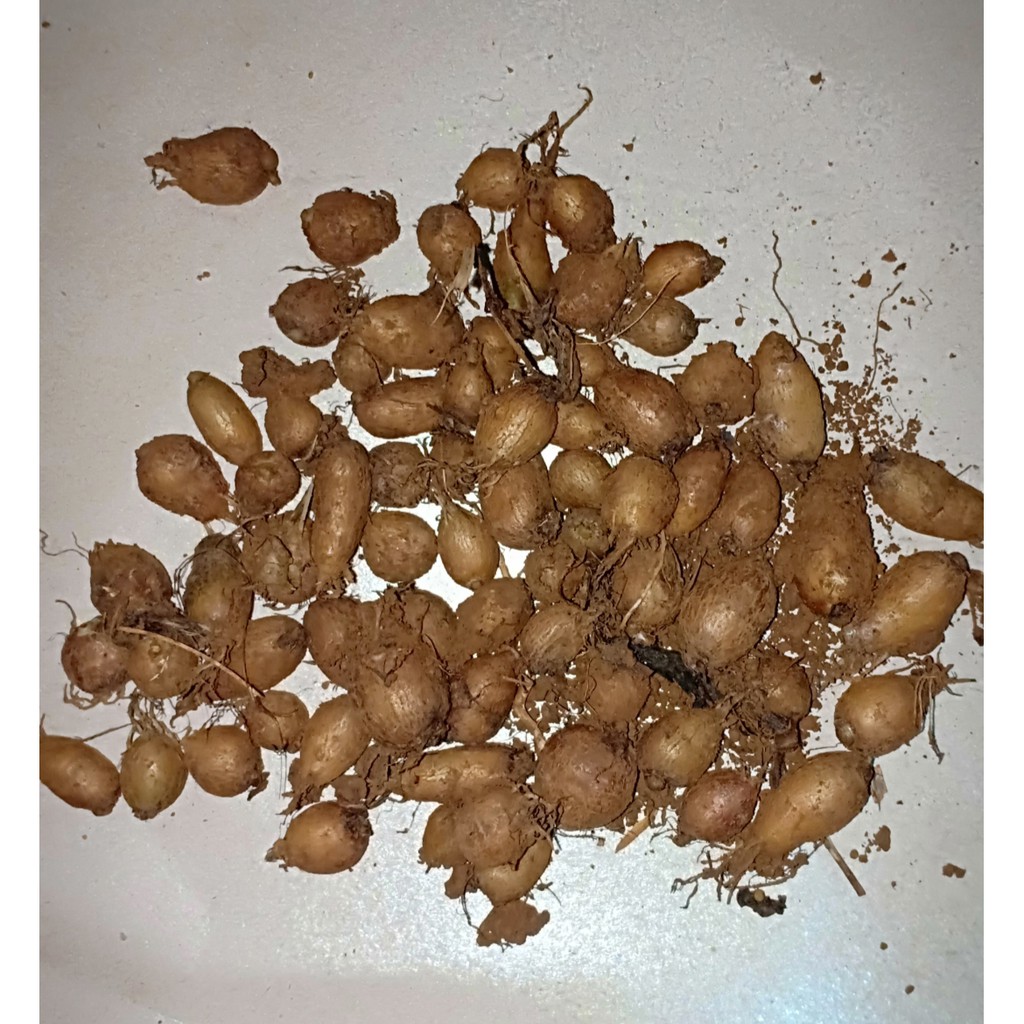 bibit kentang hitam dari umbi mini isi 10 pcs