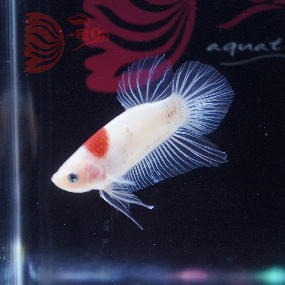 cupang male koi tancho merah putih jantan NOV