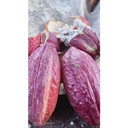 

BUAH KAKAO MERAH | BUAH COKELAT MERAH 1KG