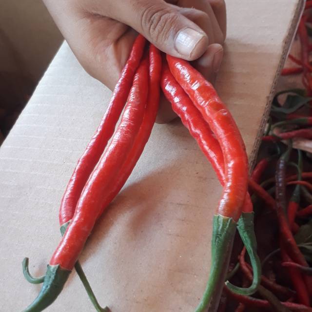 

Cabe merah keriting dan rawit dewata