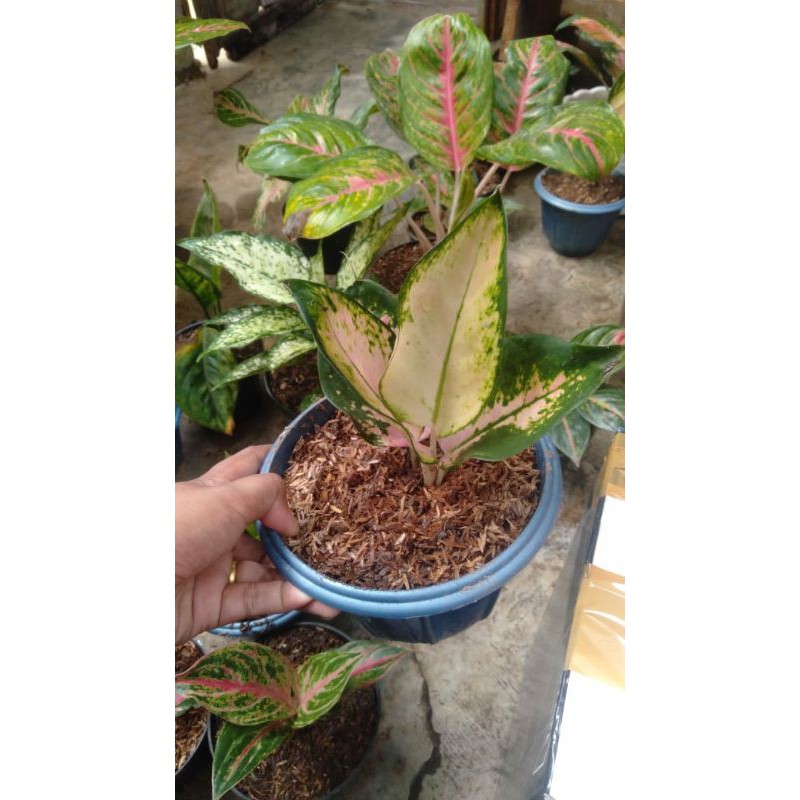 Bunga Aglonema anakan kocin daun 4 kocin kuning