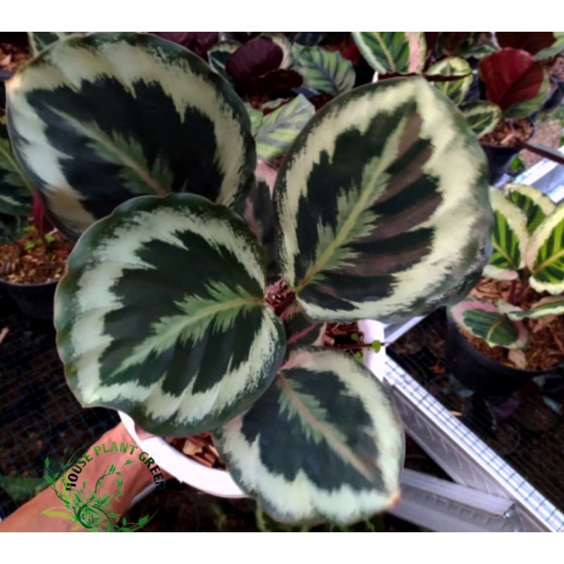 tanaman hias calathea marion / calathea marion import