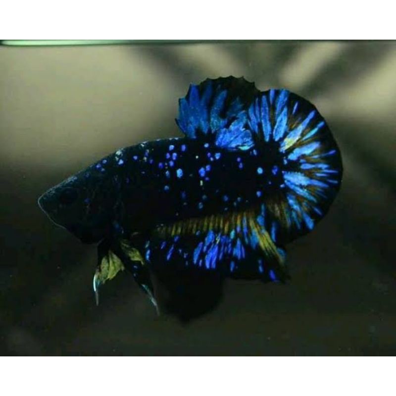 

IKAN CUPANG HIMALAYA