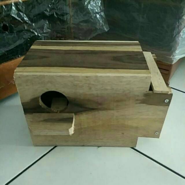 Glodokan lovebird kaca/glodok kaca lovebird/glodok kaca burung lovebird/glodok kaca