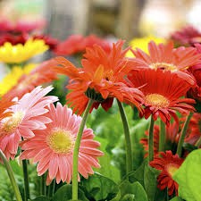 TANAMAN HIAS GERBERA WARNA RANDOM |MERAH,KUNING,PUTIH,PINK | PROMO SPESIAL MURAH MERIAH 250G