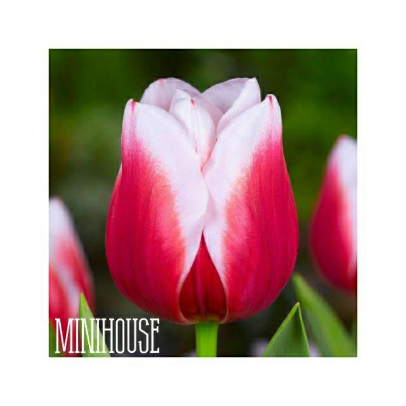 BENIH BIBIT BIJI BUNGA TULIP MERAH PUTIH