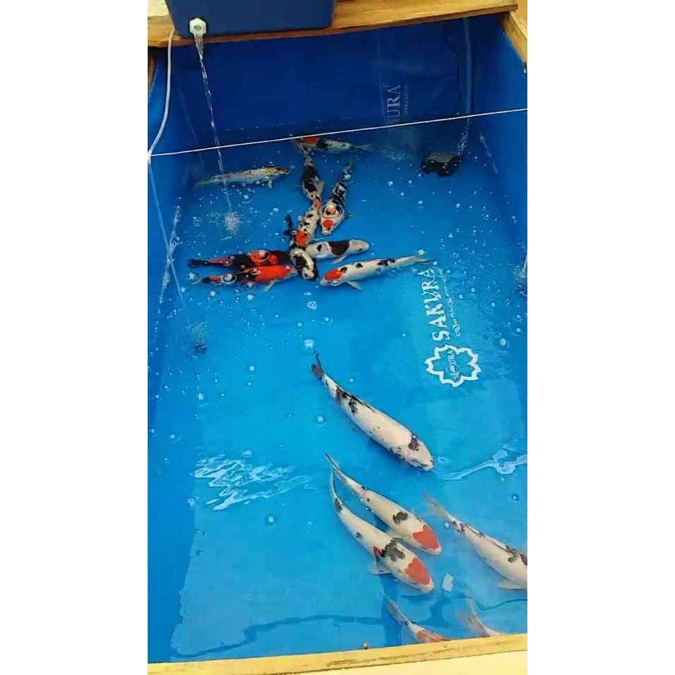 Kolam Terpal Kotak Orchid Semi Karet Korea Berbagai Ukuran