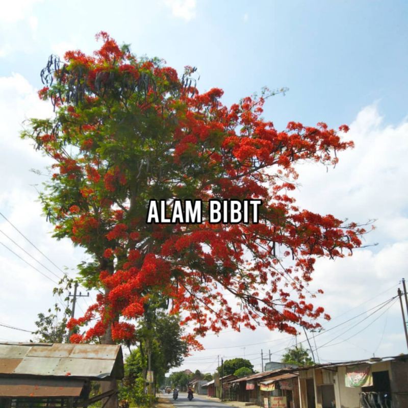 BIBIT BUNGA FLAMBOYAN SUPER (BELI 5 GRATIS 1)