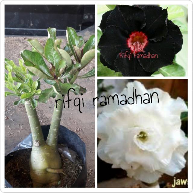 Bibit bunga kamboja 1 pohon 2 warna