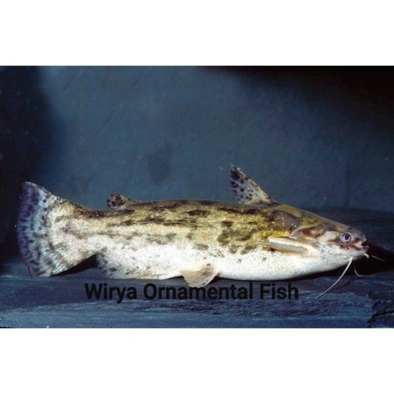 Colombian Catfish BIG Size Ikan Predator Besar