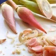 

1kg Bunga Honje Bunga Kecombrang