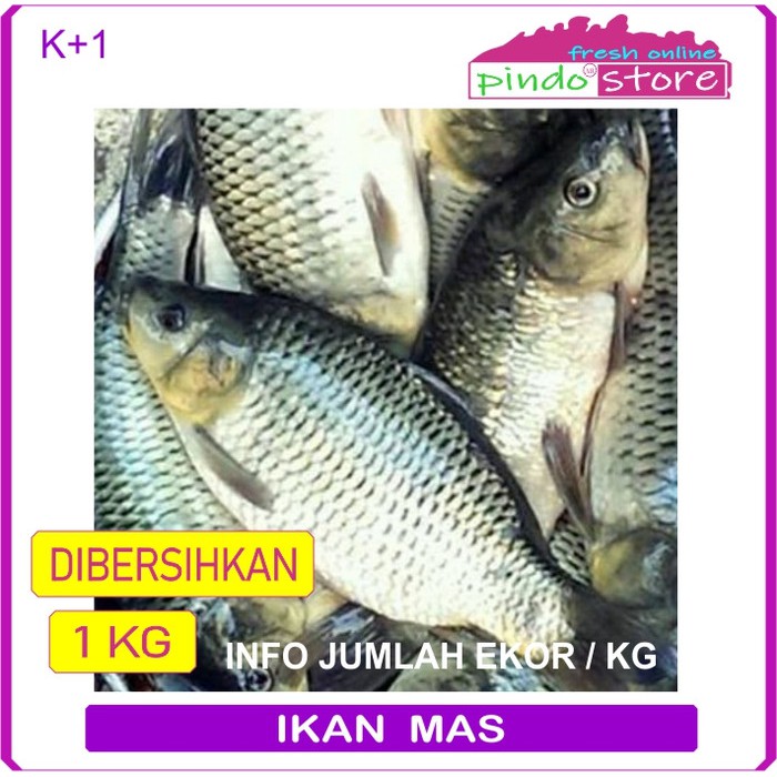 

IKAN MAS SEGAR MASIH HIDUP