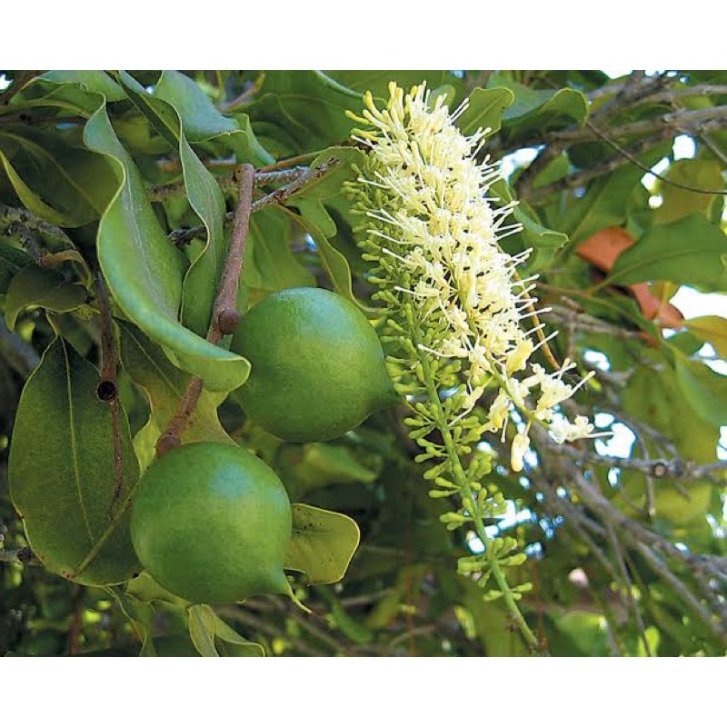 Benih Bibit Biji - Macadamia Nut Makadamia Bava Bafa Nuts (Benih Masih Ada Cangkang) Kacang Sultan Termahal di Dunia - FRESH SEEDS