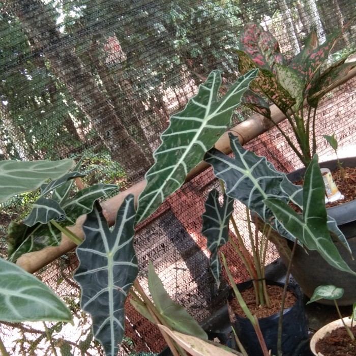 keladi tengkorak hitam/ keladi tengkorak