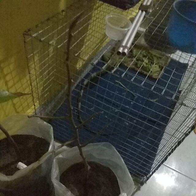 Bibit Tanaman Buah Durian Montong