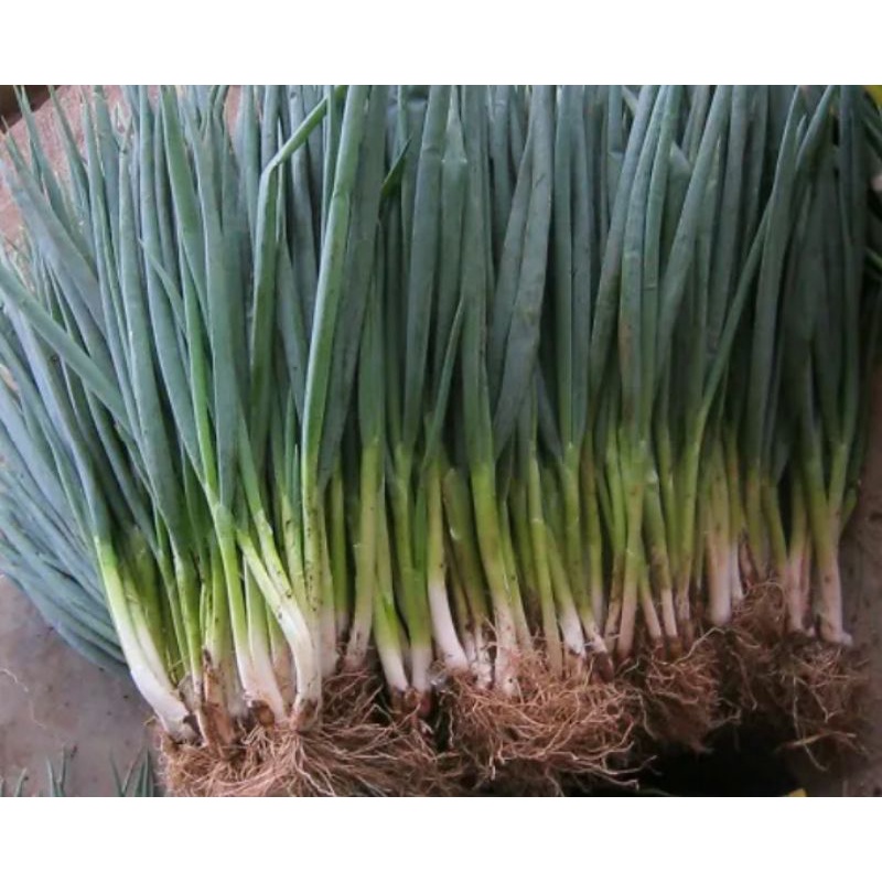 

Bawang Daun
