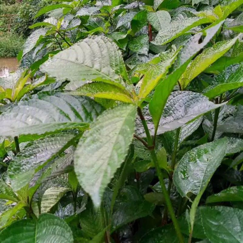 

Termurah!! Daun keji beling/pecah beling 100gram