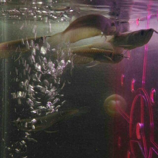 Silver brazil arwana 15 cm