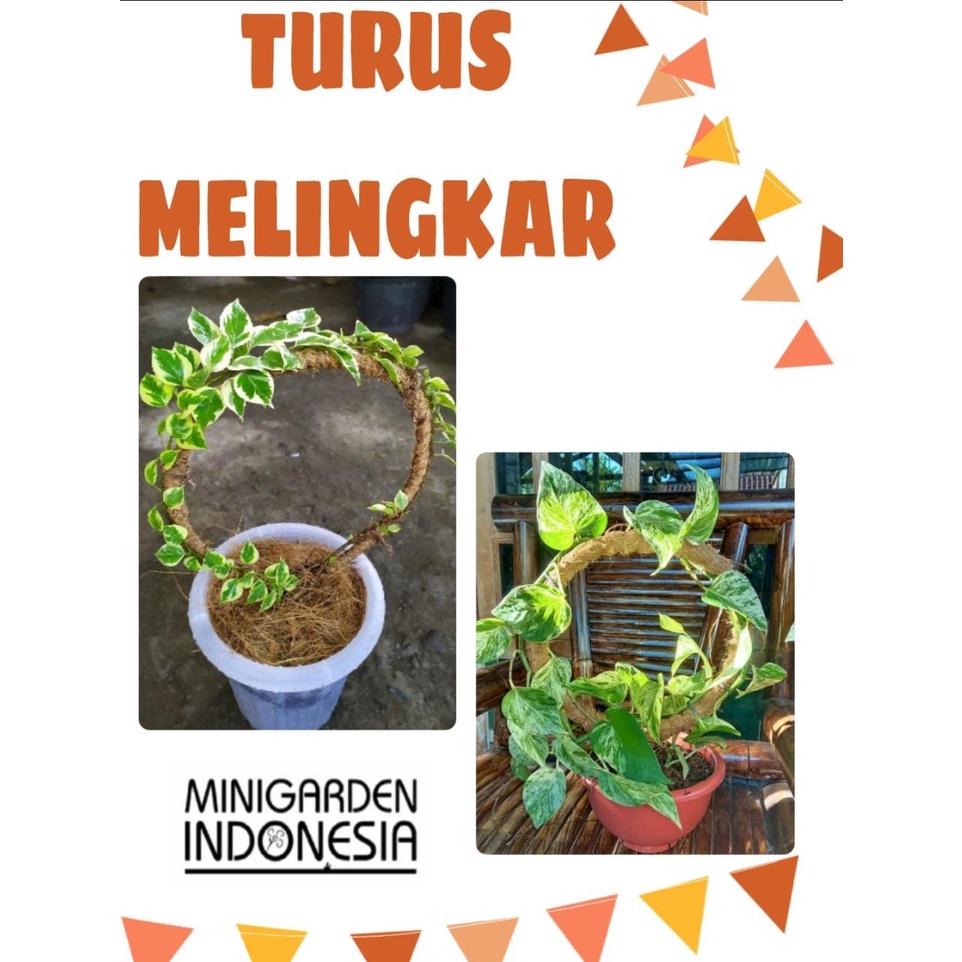 TURUS RING MELINGKAR SABUT KELAPA 40 CM PENYANGGA TANAMAN RAMBAT