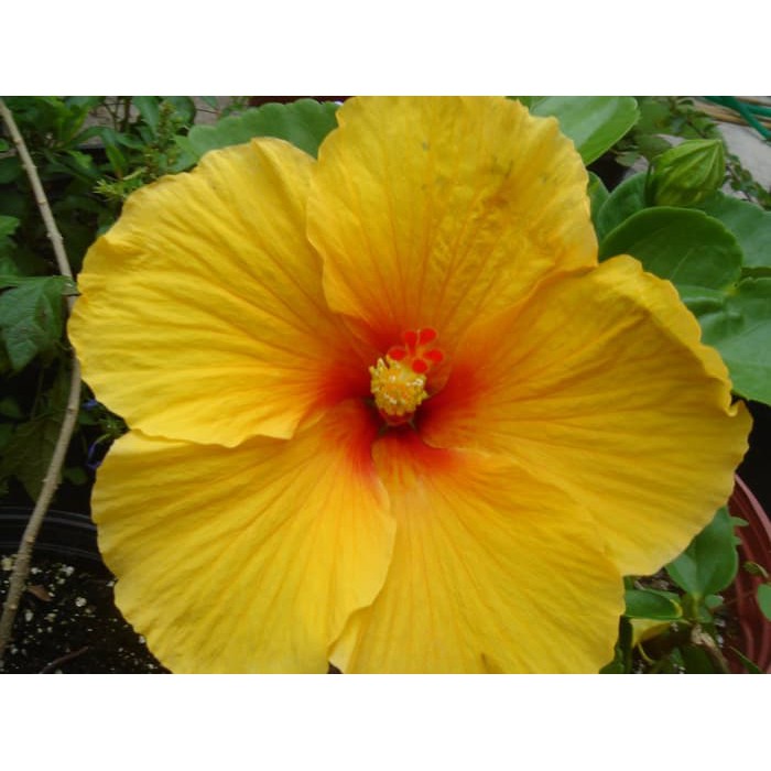 Bibit Tanaman HIBISCUS YELOW